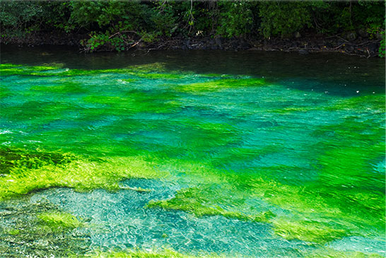 「碧の座」名前の由来